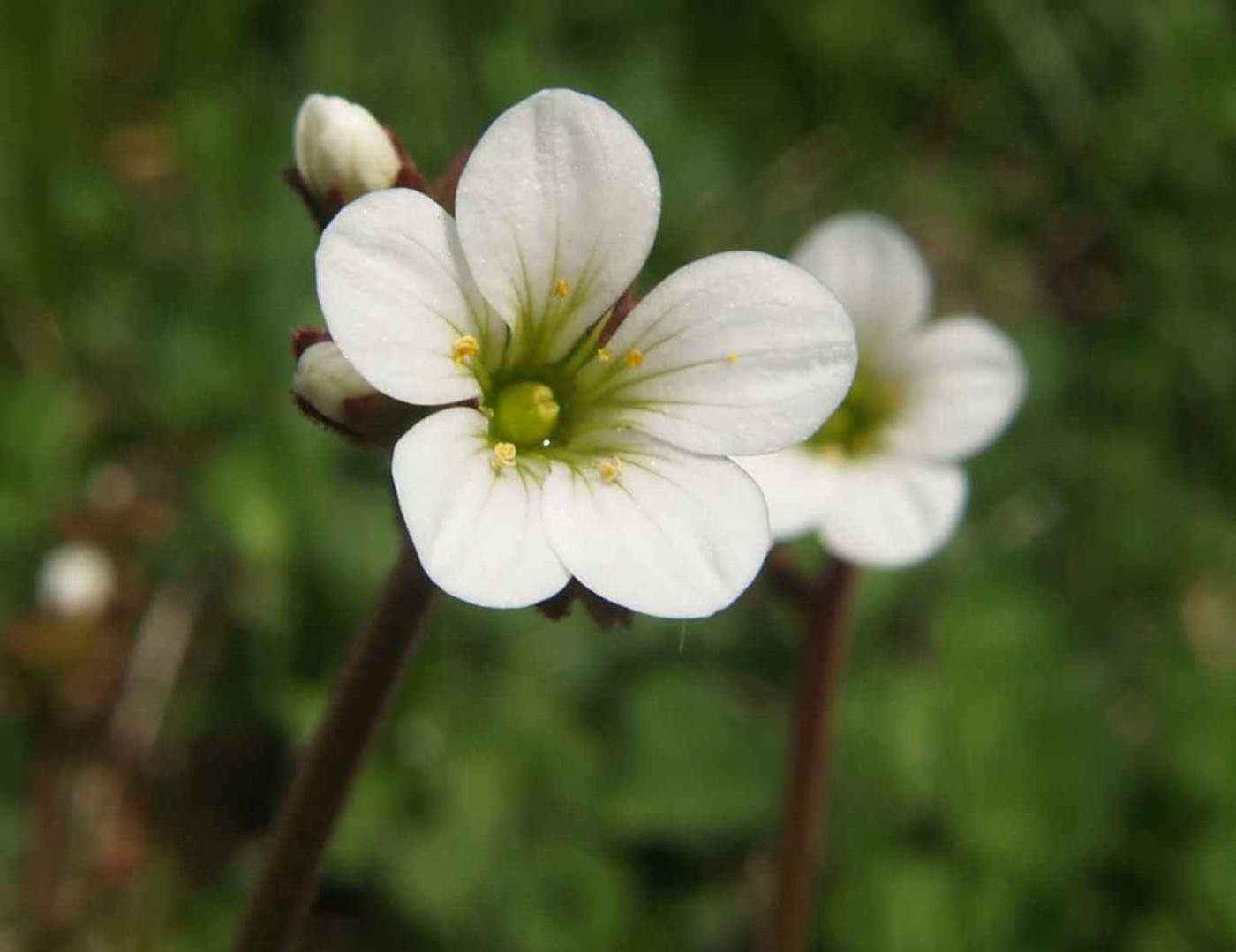 Saxifrage, Meadow flower